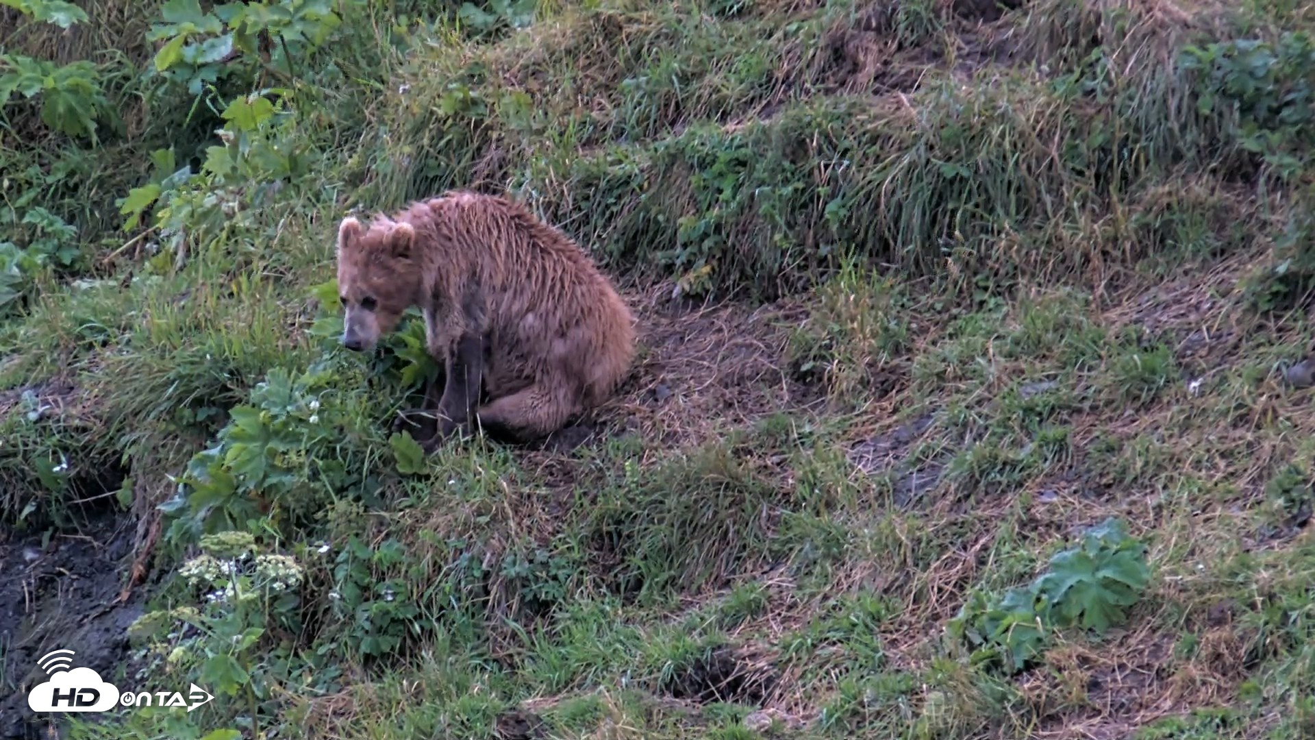 Snapshot of Kodiak Alaska Brown Bears Live Webcam taken Aug 12, 2026, 9:15pm AKDT