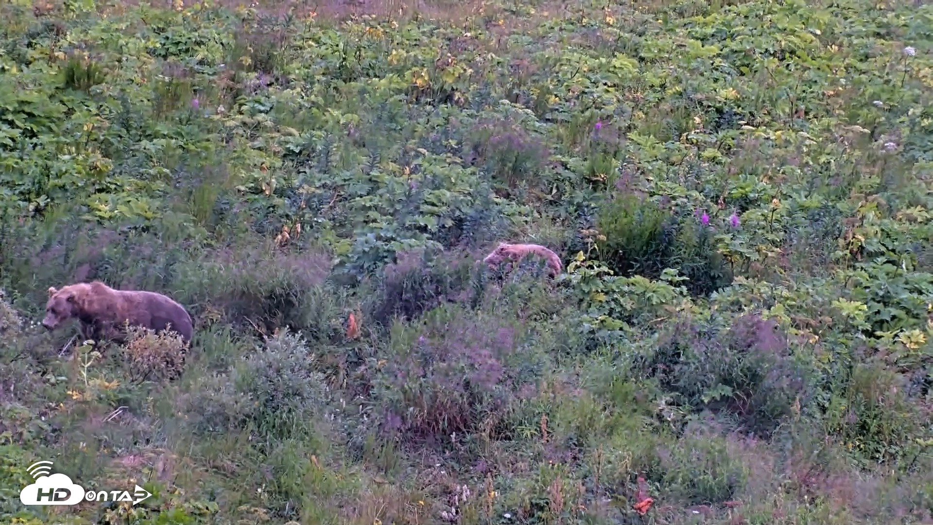 Snapshot of Kodiak Alaska Brown Bears Live Webcam taken Aug 15, 2026, 6:33pm AKDT