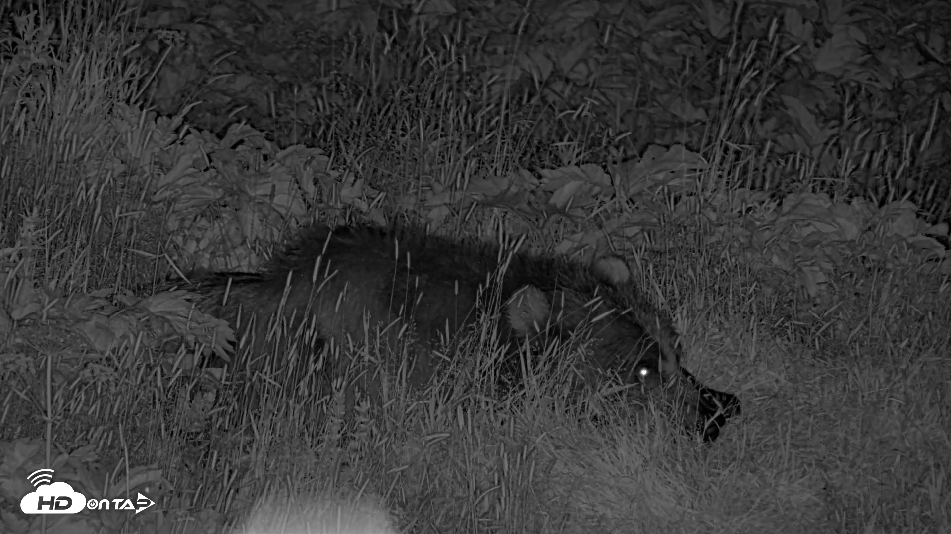 Snapshot of Kodiak Alaska Brown Bears Live Webcam taken Aug 1, 2026, 12:53am AKDT