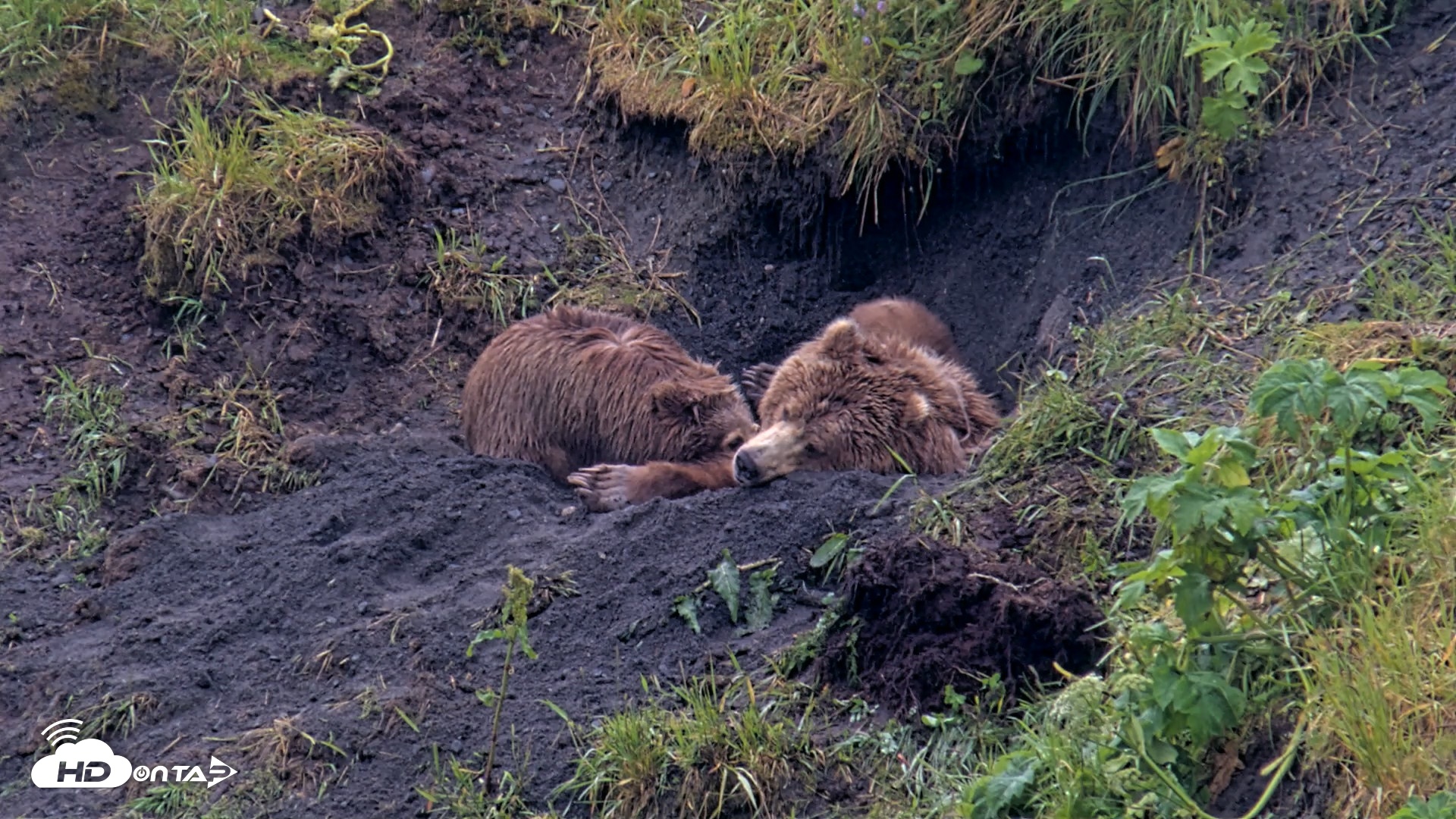 Snapshot of Kodiak Alaska Brown Bears Live Webcam taken Jul 22, 2026, 1:22pm AKDT