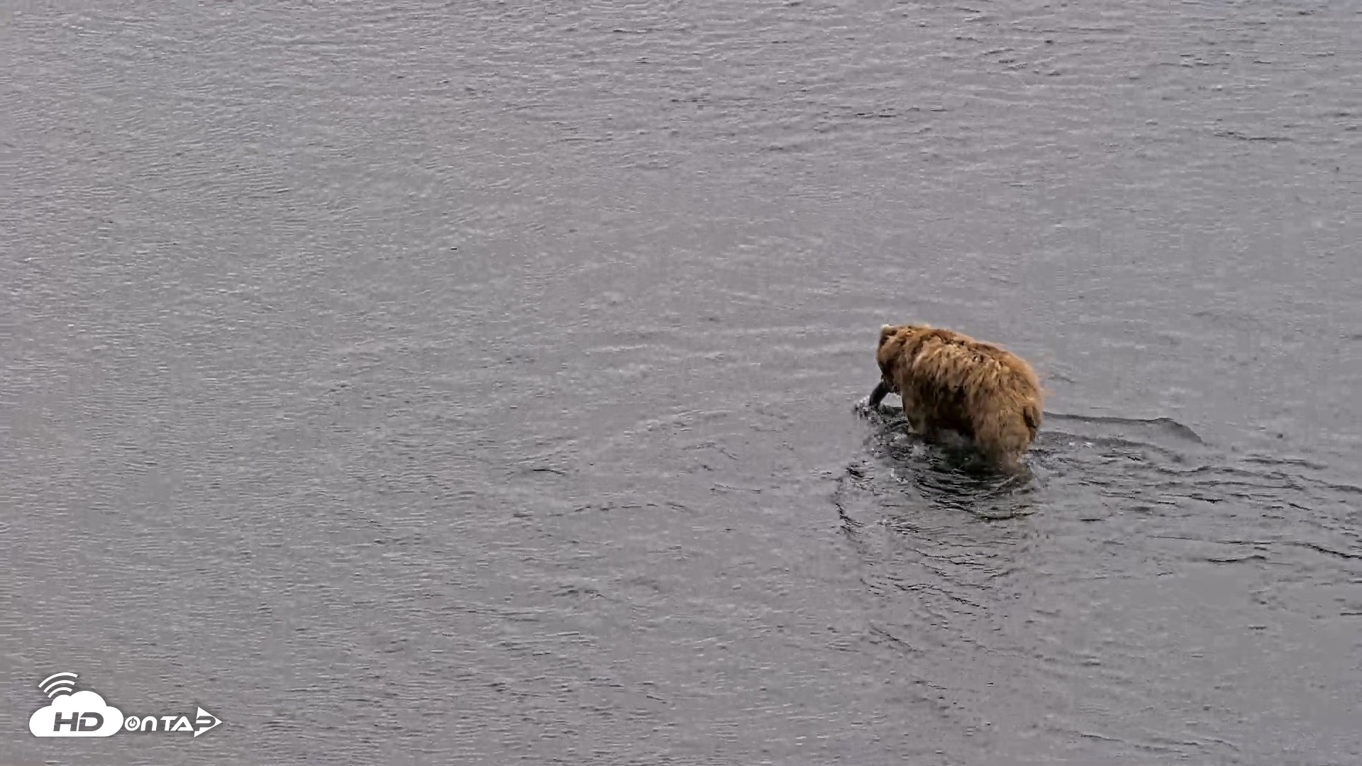 Snapshot of Kodiak Alaska Brown Bears Live Webcam taken Aug 3, 2026, 7:41pm AKDT