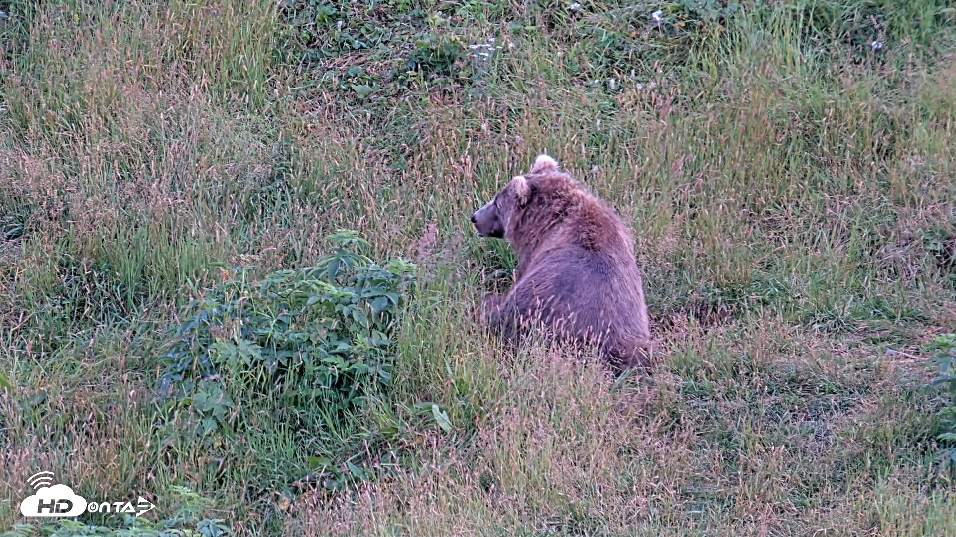 Snapshot of Kodiak Alaska Brown Bears Live Webcam taken Aug 11, 2026, 9:14pm AKDT