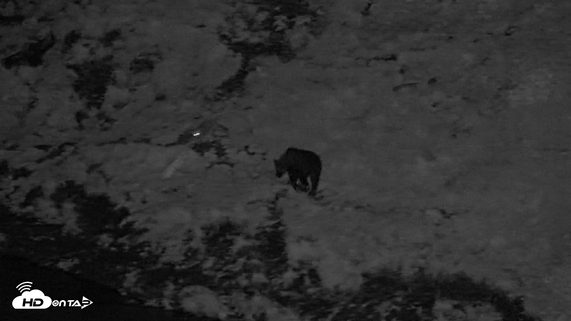 Snapshot of Kodiak Alaska Brown Bears Live Webcam taken Aug 23, 2026, 10:45pm AKDT