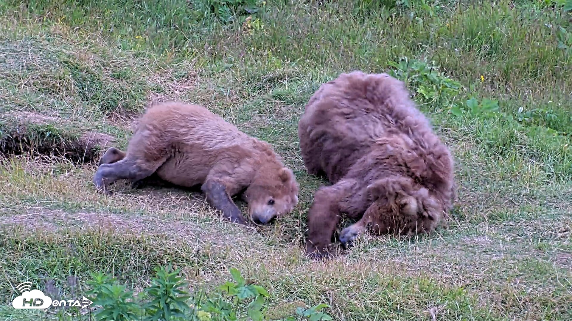 Snapshot of Kodiak Alaska Brown Bears Live Webcam taken Aug 3, 2026, 7:58pm AKDT