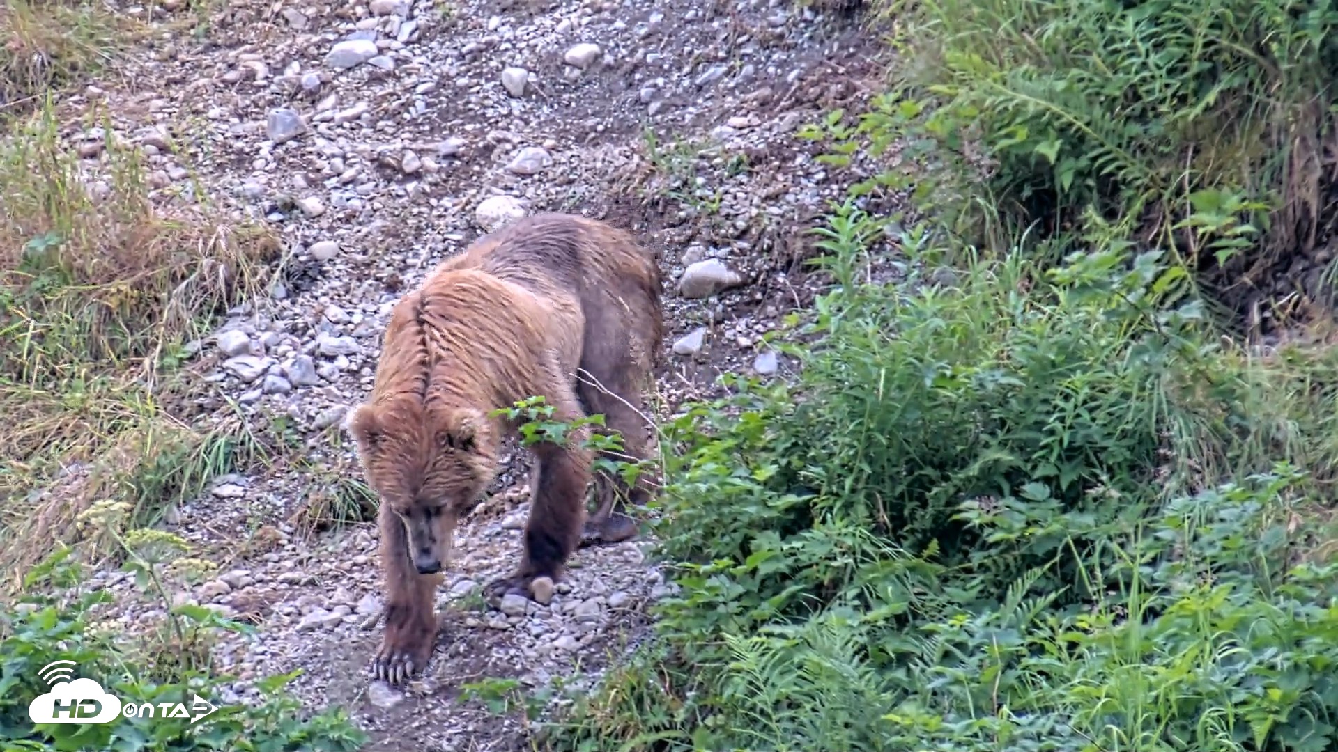 Snapshot of Kodiak Alaska Brown Bears Live Webcam taken Aug 7, 2026, 3:18pm AKDT