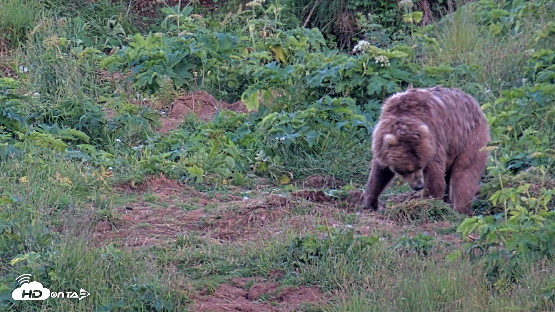 Snapshot of Kodiak Alaska Brown Bears Live Webcam taken Aug 1, 2026, 10:10pm AKDT