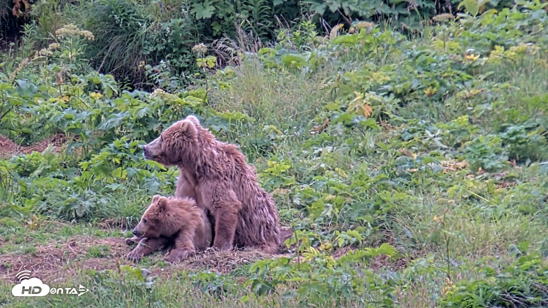 Snapshot of Kodiak Alaska Brown Bears Live Webcam taken Aug 6, 2026, 6:10pm AKDT