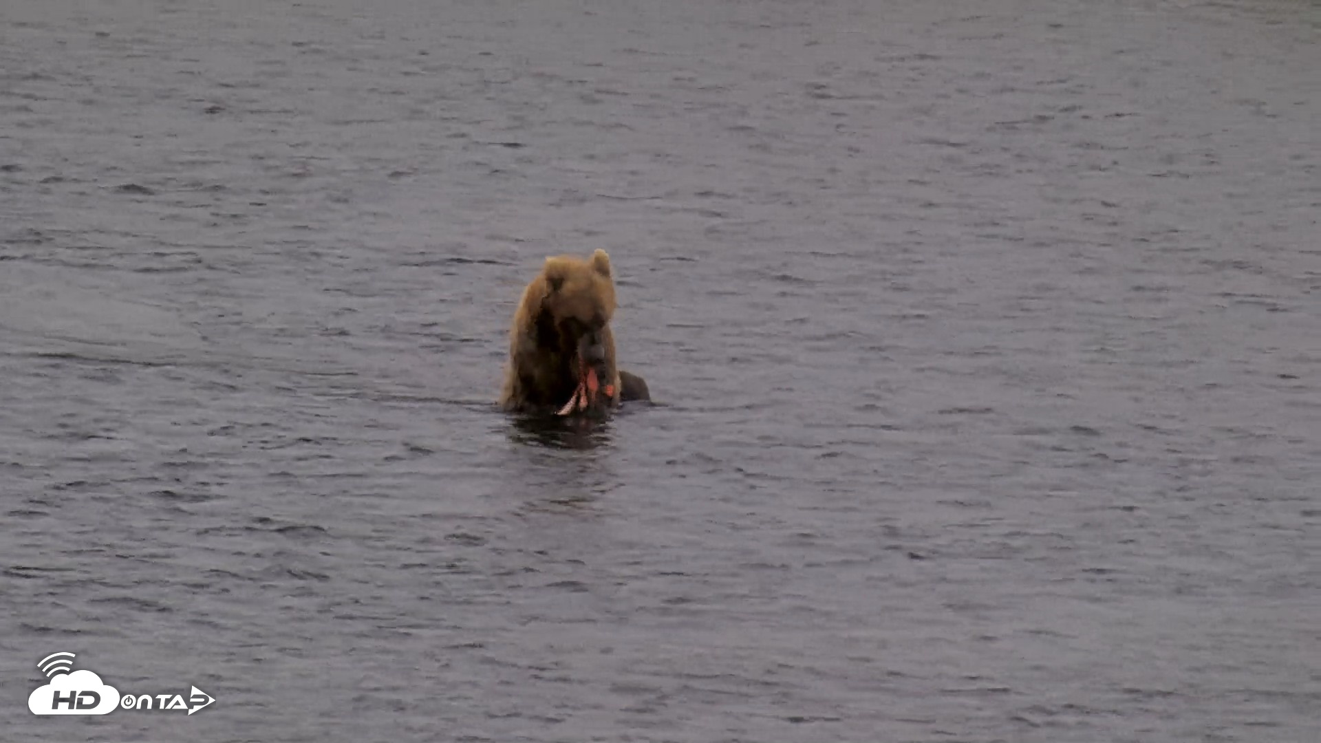 Snapshot of Kodiak Alaska Brown Bears Live Webcam taken Aug 12, 2026, 4:23pm AKDT