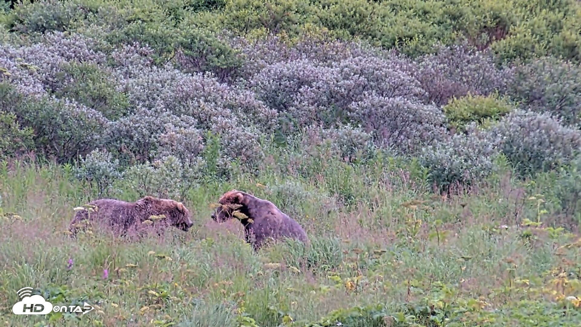 Snapshot of Kodiak Alaska Brown Bears Live Webcam taken Aug 10, 2026, 7:18pm AKDT