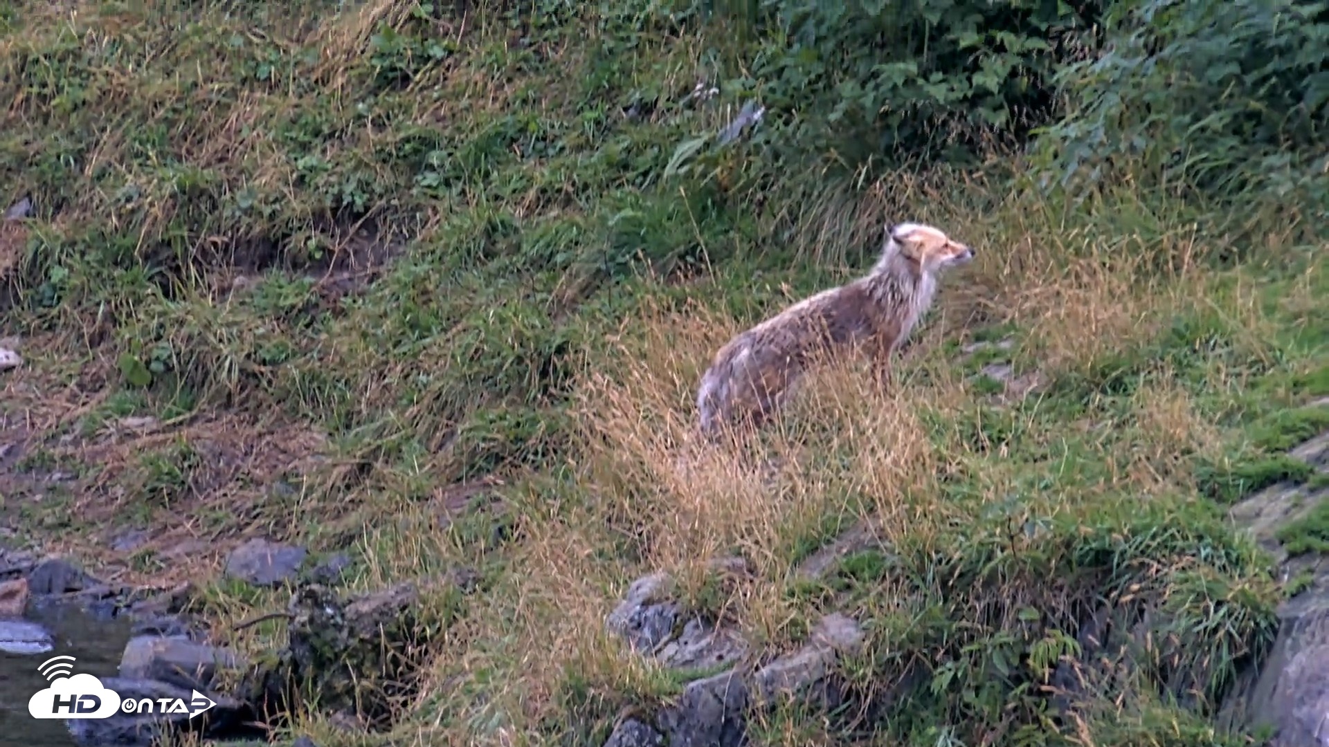 Snapshot of Kodiak Alaska Brown Bears Live Webcam taken Aug 20, 2026, 8:11pm AKDT