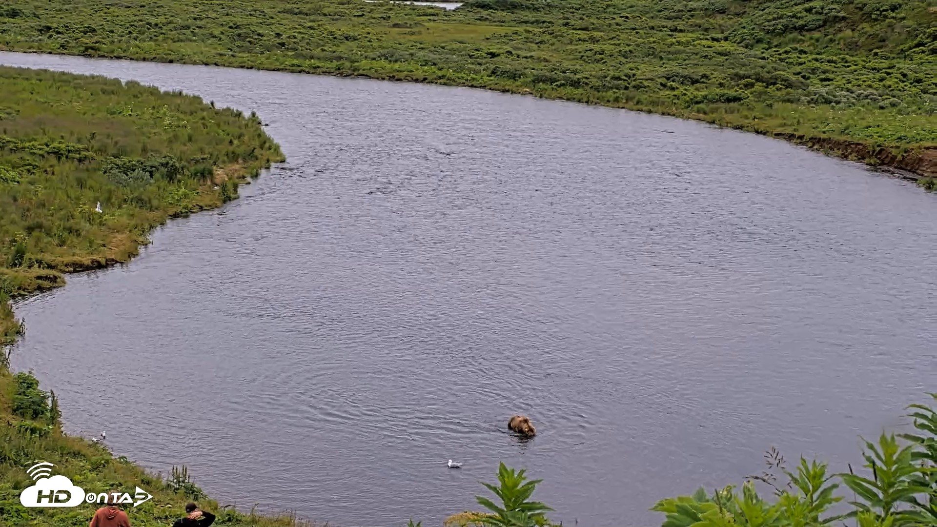 Snapshot of Kodiak Alaska Brown Bears Live Webcam taken Aug 1, 2026, 9:49am AKDT