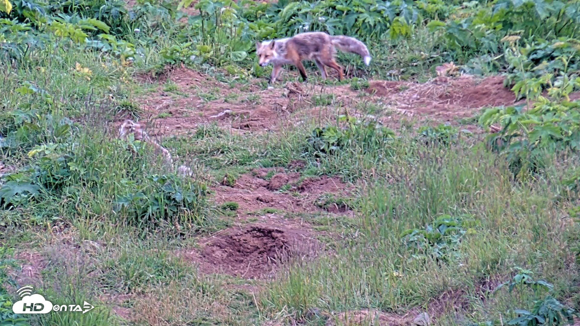 Snapshot of Kodiak Alaska Brown Bears Live Webcam taken Aug 1, 2026, 8:23pm AKDT