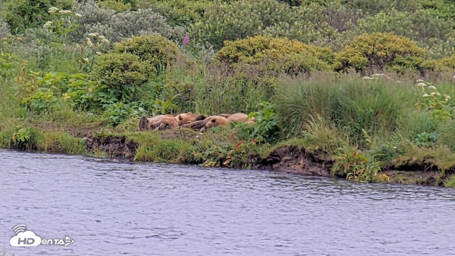 Snapshot of Kodiak Alaska Brown Bears Live Webcam taken Aug 7, 2026, 10:22am AKDT