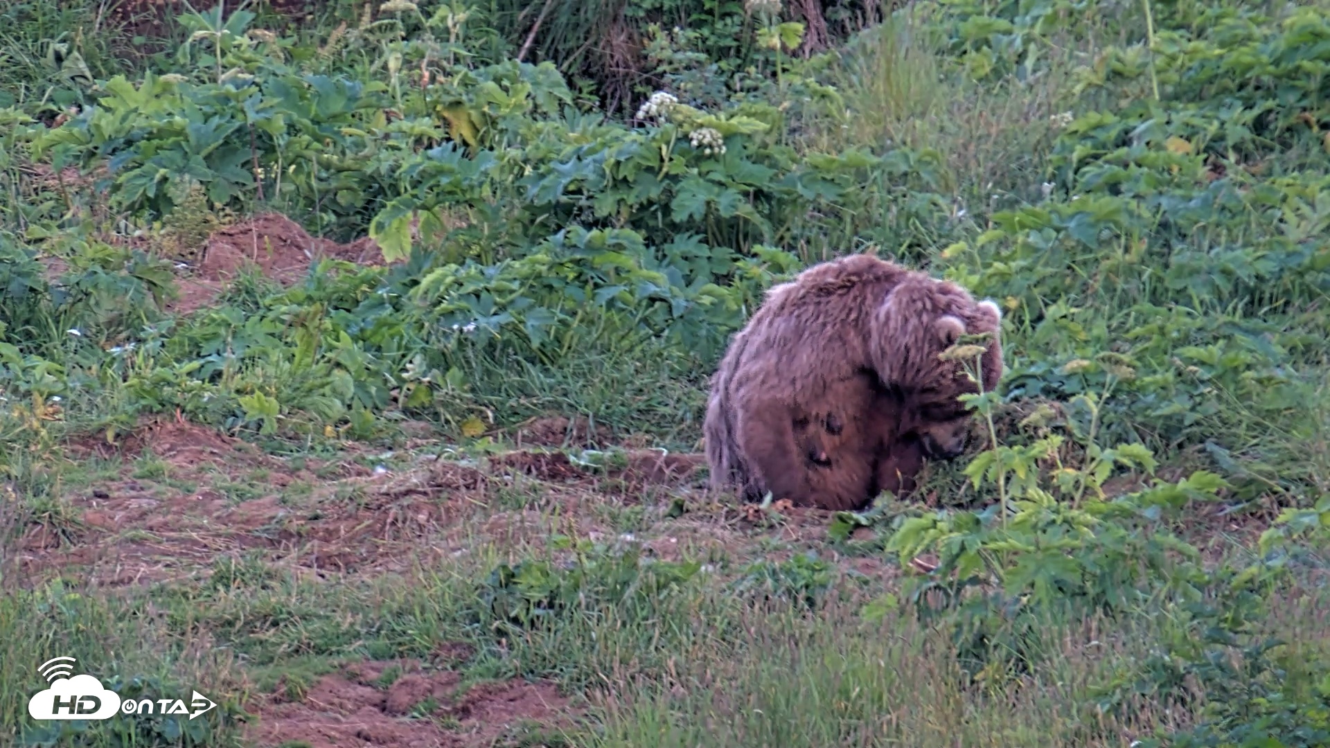 Snapshot of Kodiak Alaska Brown Bears Live Webcam taken Aug 1, 2026, 10:11pm AKDT