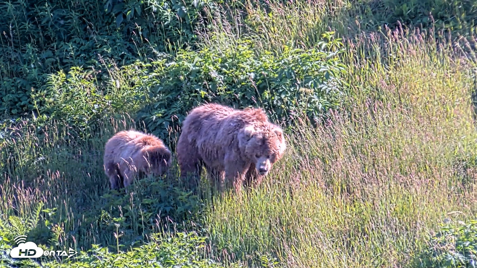 Snapshot of Kodiak Alaska Brown Bears Live Webcam taken Jul 30, 2026, 5:58pm AKDT