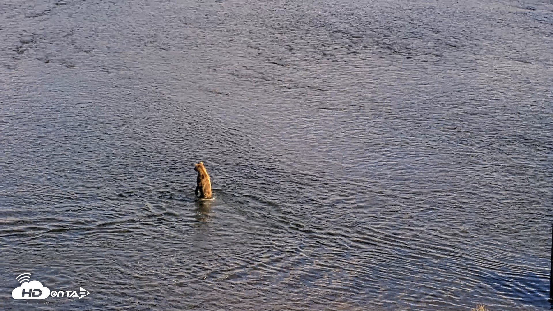Snapshot of Kodiak Alaska Brown Bears Live Webcam taken Aug 23, 2026, 6:13pm AKDT