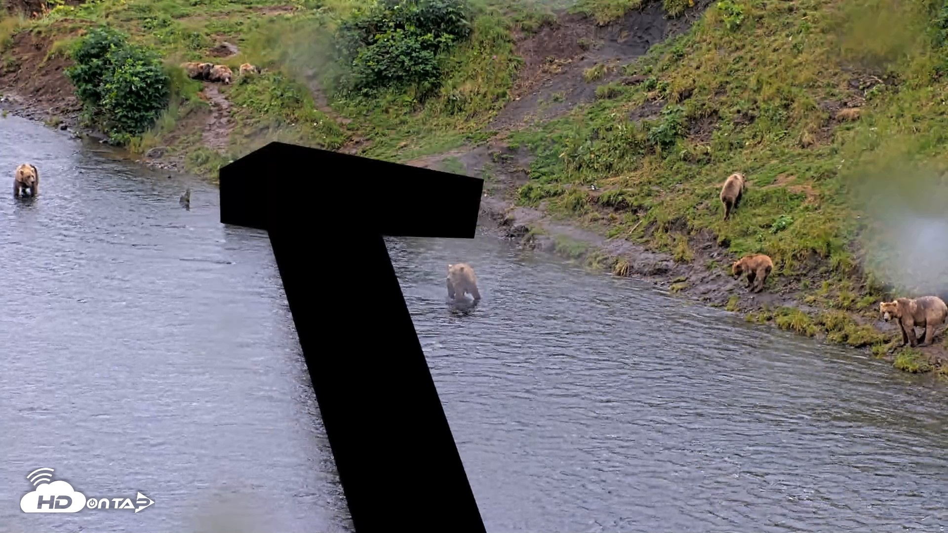 Snapshot of Kodiak Alaska Brown Bears Live Webcam taken Aug 12, 2026, 1:53pm AKDT