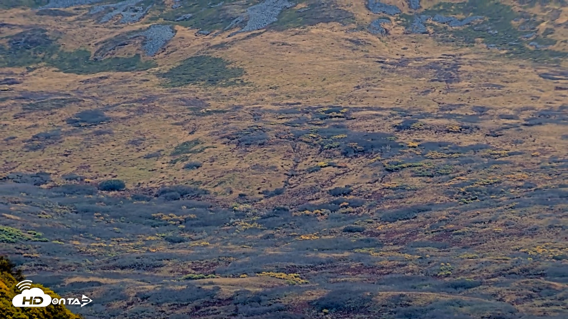 Snapshot of Kodiak Alaska Brown Bears Live Webcam taken Oct 6, 2026, 2:16pm AKDT