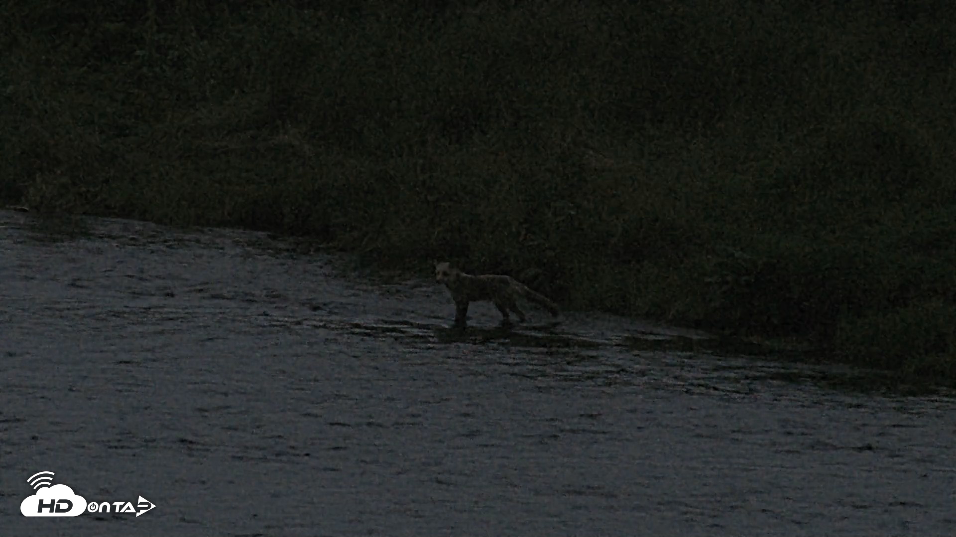 Snapshot of Kodiak Alaska Brown Bears Live Webcam taken Aug 18, 2026, 10:09pm AKDT