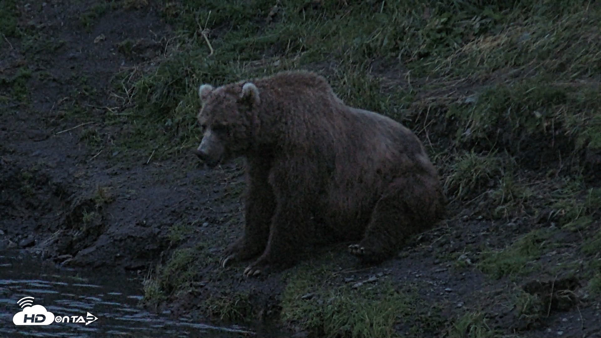 Snapshot of Kodiak Alaska Brown Bears Live Webcam taken Aug 6, 2026, 6:02am AKDT