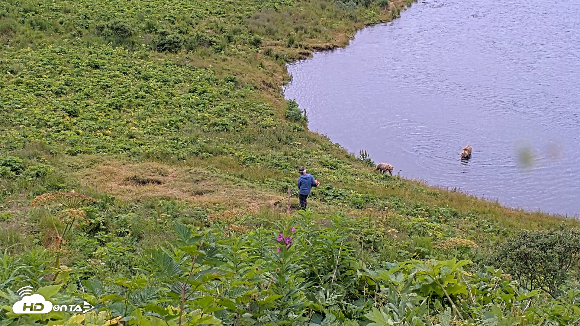 Snapshot of Kodiak Alaska Brown Bears Live Webcam taken Aug 2, 2026, 11:15am AKDT