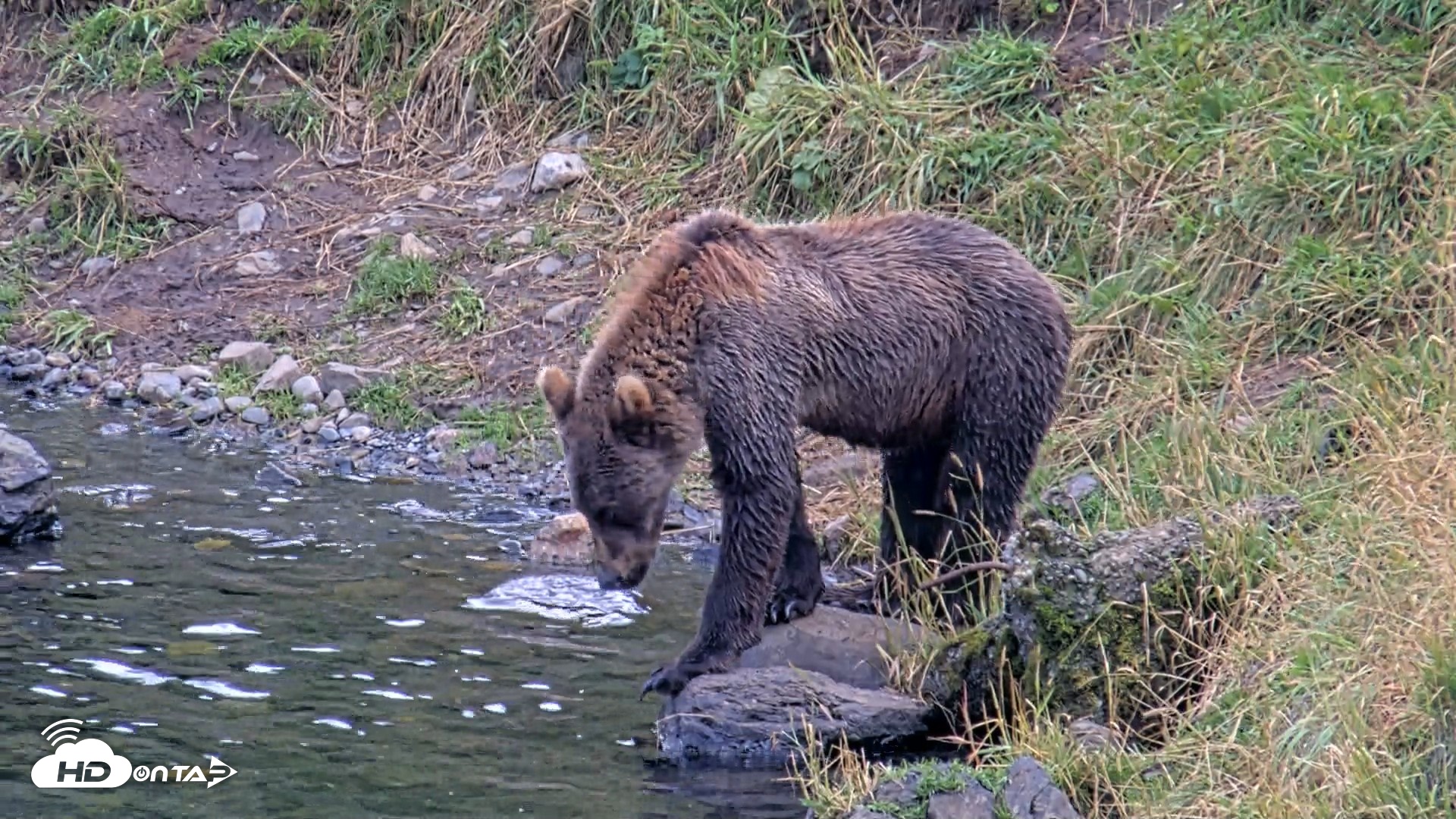 Snapshot of Kodiak Alaska Brown Bears Live Webcam taken Aug 20, 2026, 6:46pm AKDT