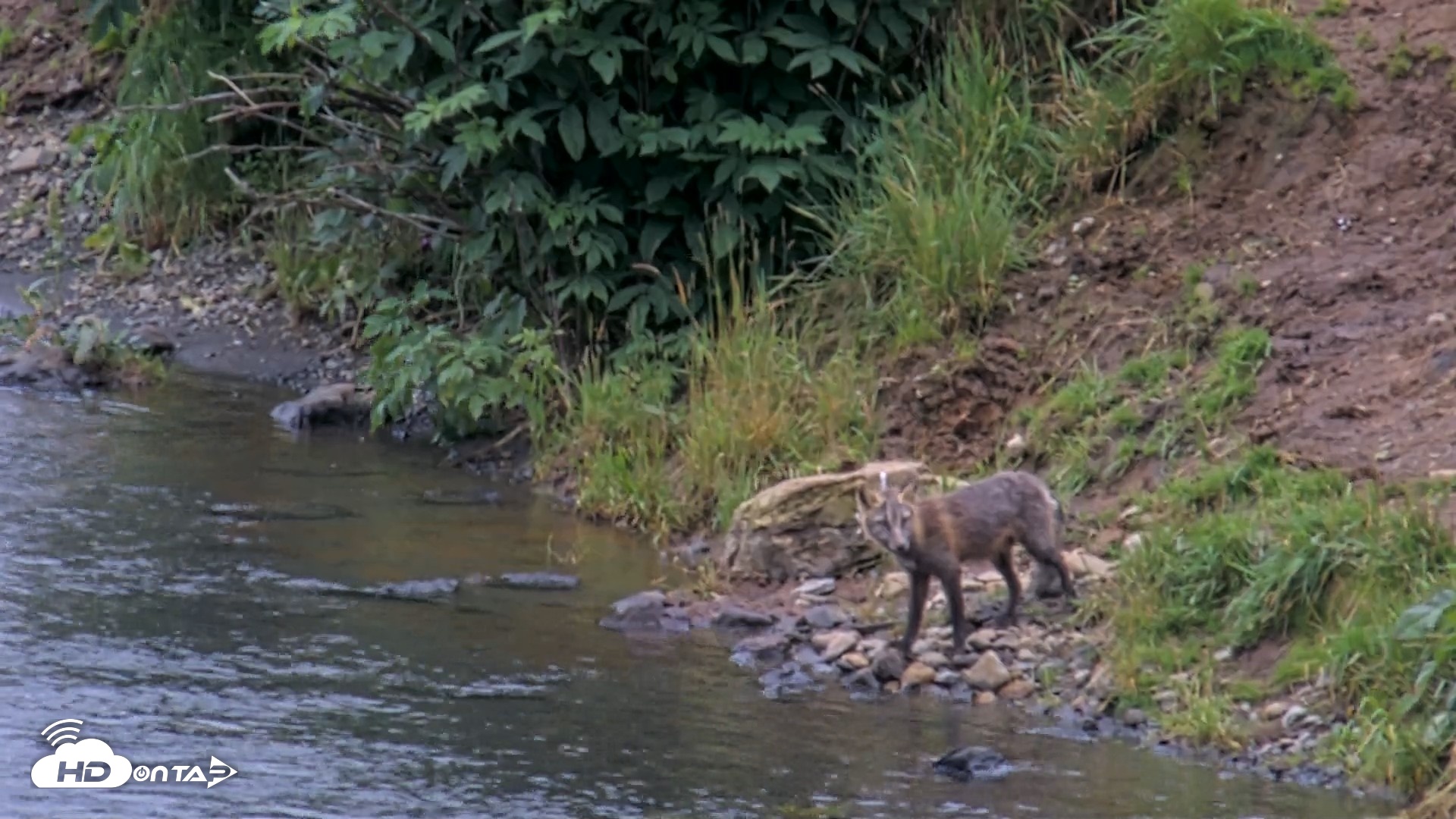 Snapshot of Kodiak Alaska Brown Bears Live Webcam taken Aug 15, 2026, 11:33am AKDT