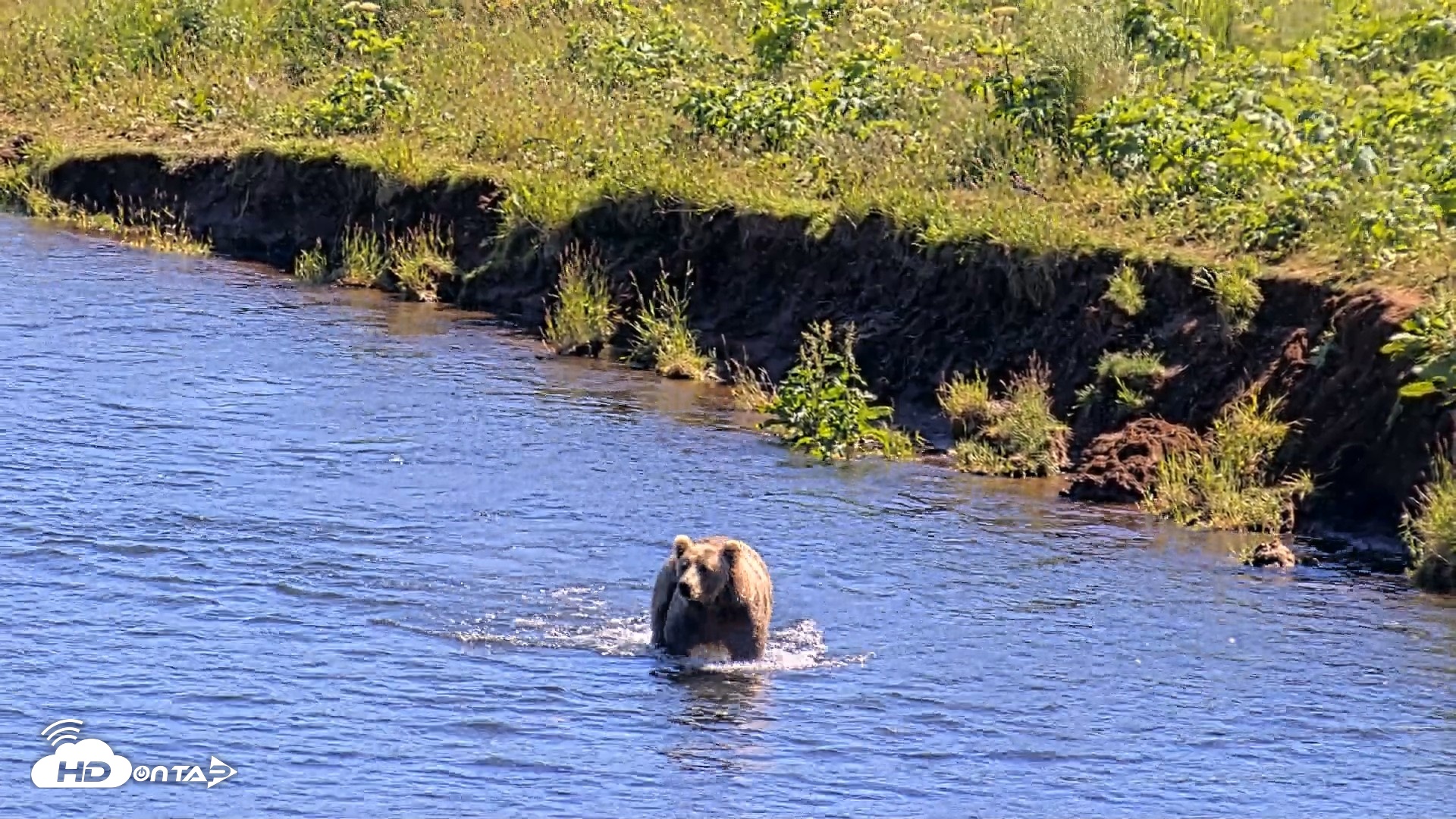 Snapshot of Kodiak Alaska Brown Bears Live Webcam taken Jul 30, 2026, 3:32pm AKDT