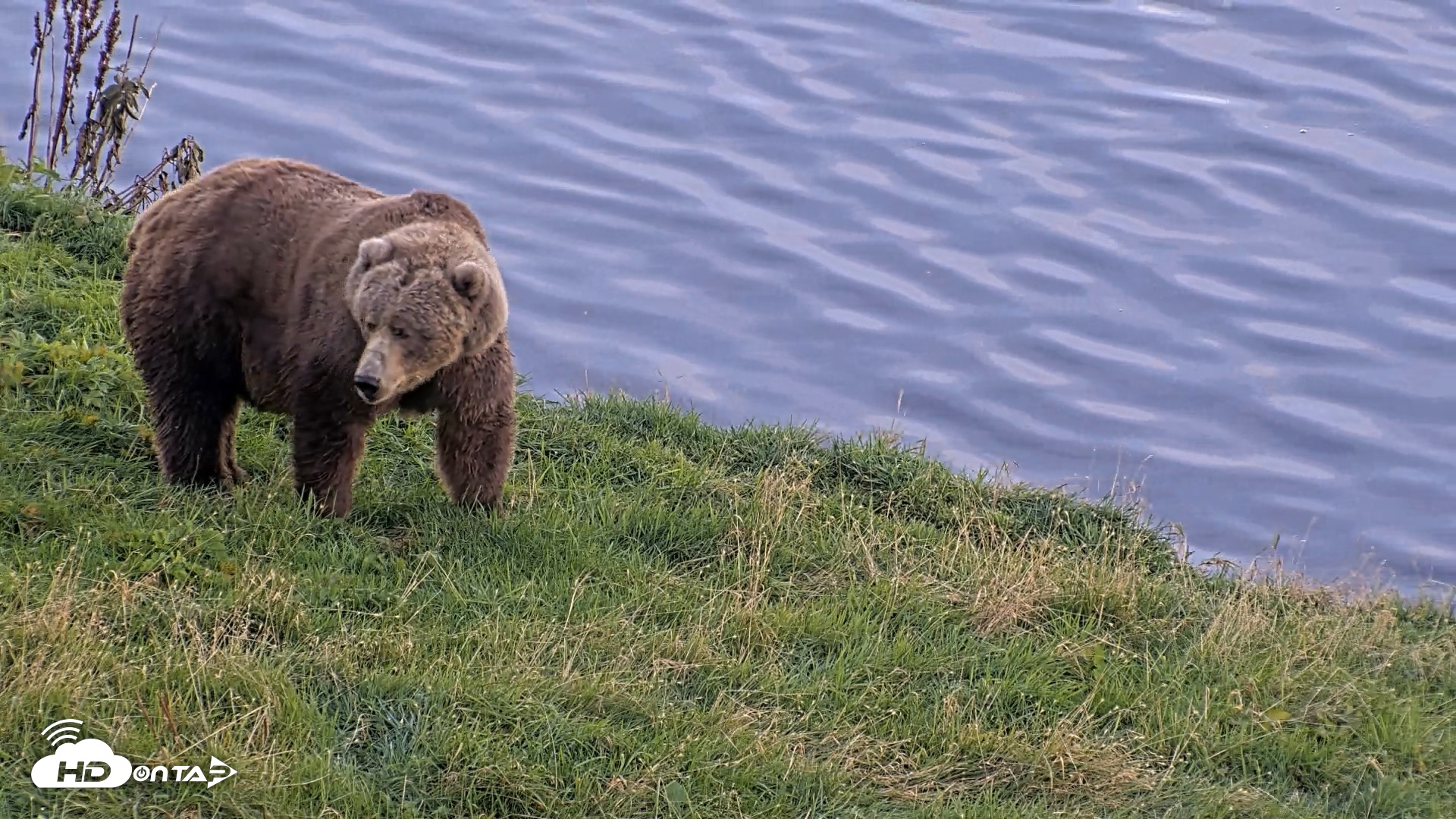 Snapshot of Kodiak Alaska Brown Bears Live Webcam taken Oct 1, 2026, 6:57pm AKDT