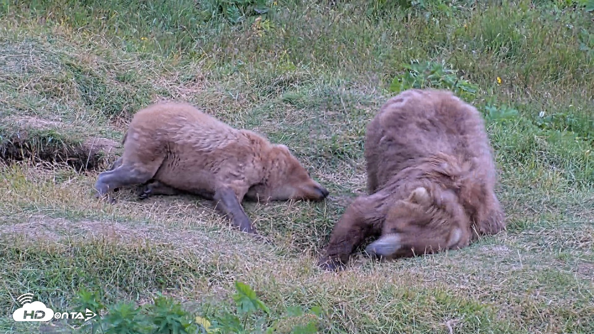 Snapshot of Kodiak Alaska Brown Bears Live Webcam taken Aug 3, 2026, 7:56pm AKDT