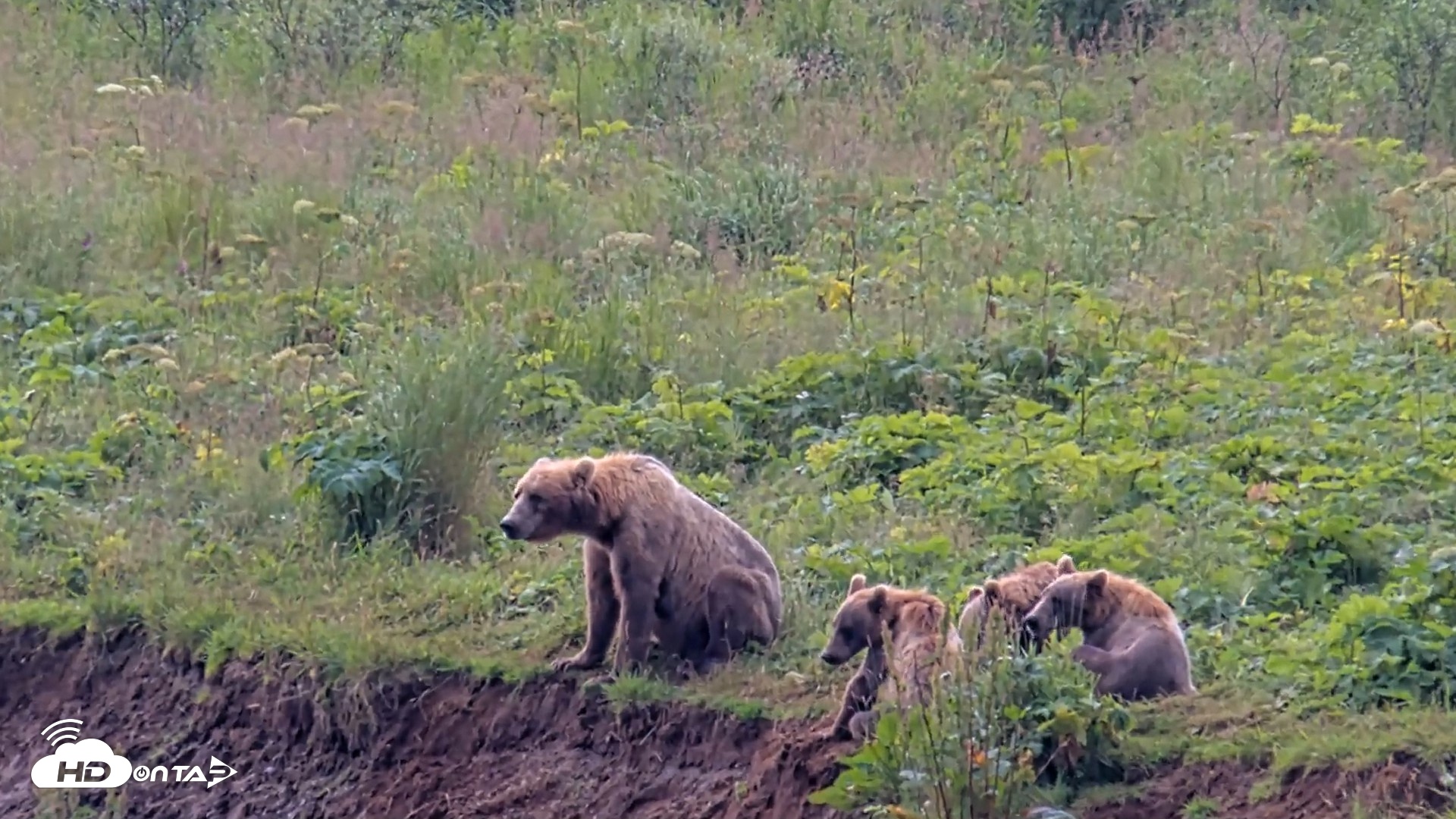 Snapshot of Kodiak Alaska Brown Bears Live Webcam taken Aug 9, 2026, 12:19pm AKDT