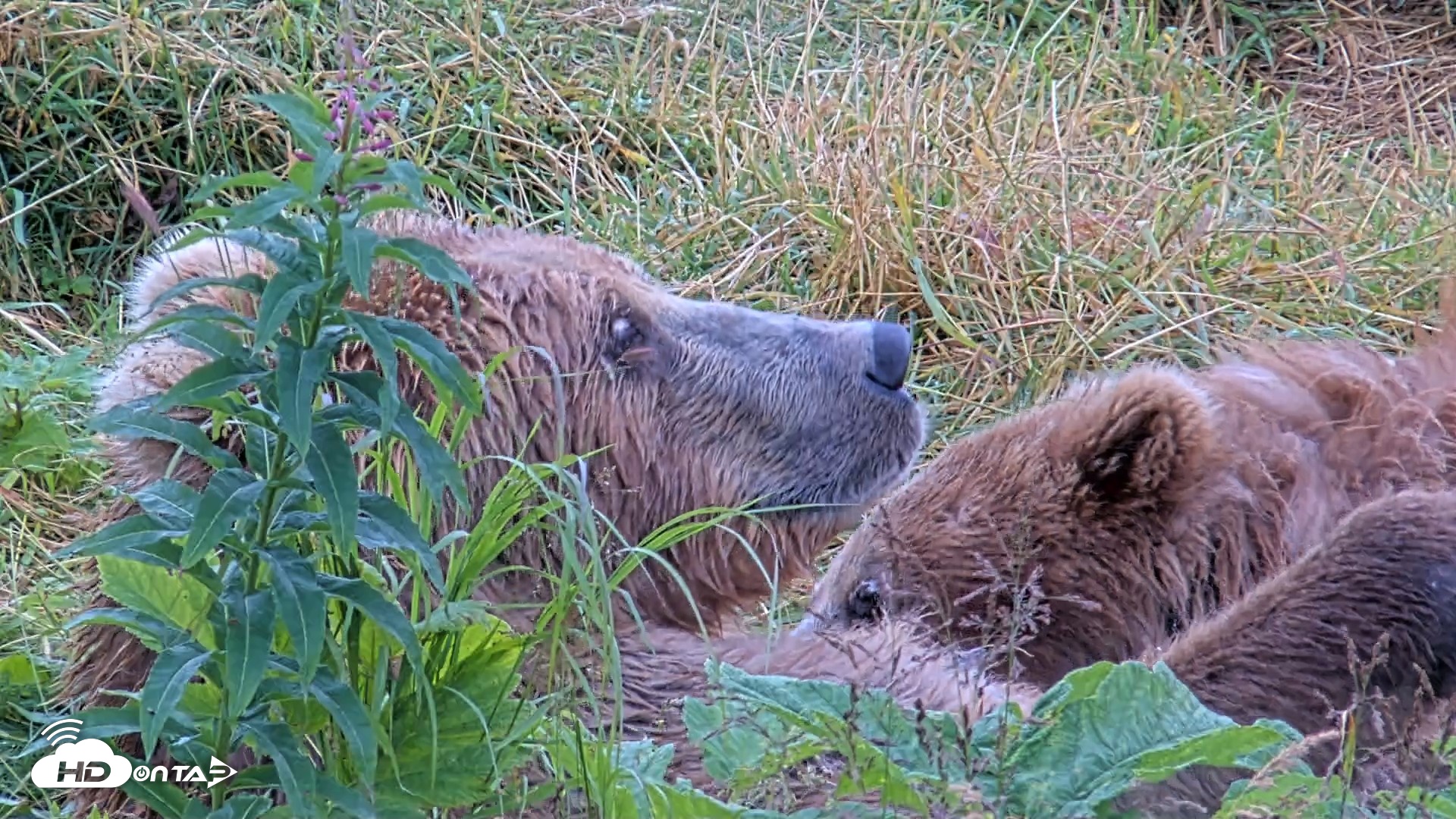 Snapshot of Kodiak Alaska Brown Bears Live Webcam taken Aug 13, 2026, 11:22am AKDT