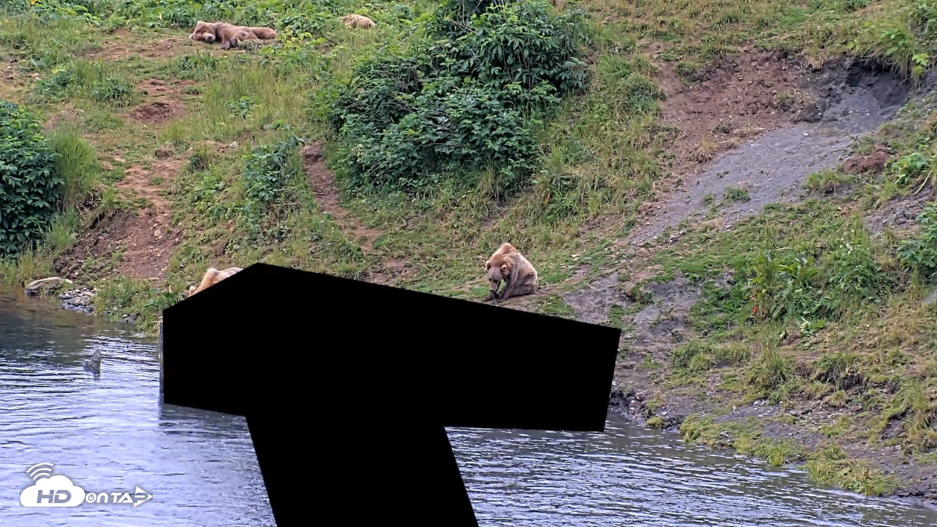 Snapshot of Kodiak Alaska Brown Bears Live Webcam taken Aug 2, 2026, 9:04pm AKDT