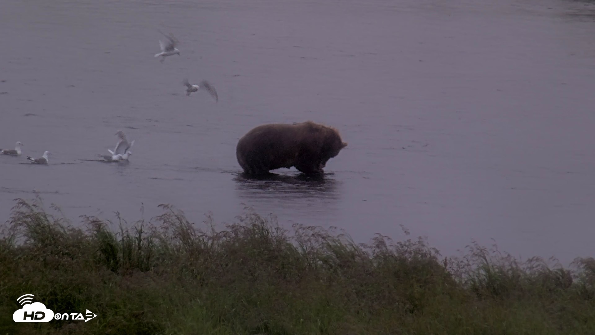 Snapshot of Kodiak Alaska Brown Bears Live Webcam taken Aug 16, 2026, 7:26pm AKDT