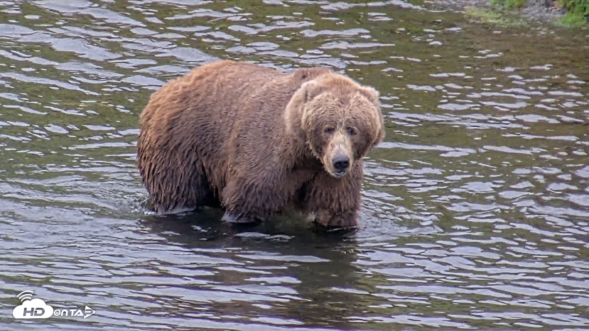 Snapshot of Kodiak Alaska Brown Bears Live Webcam taken Oct 6, 2026, 2:08pm AKDT