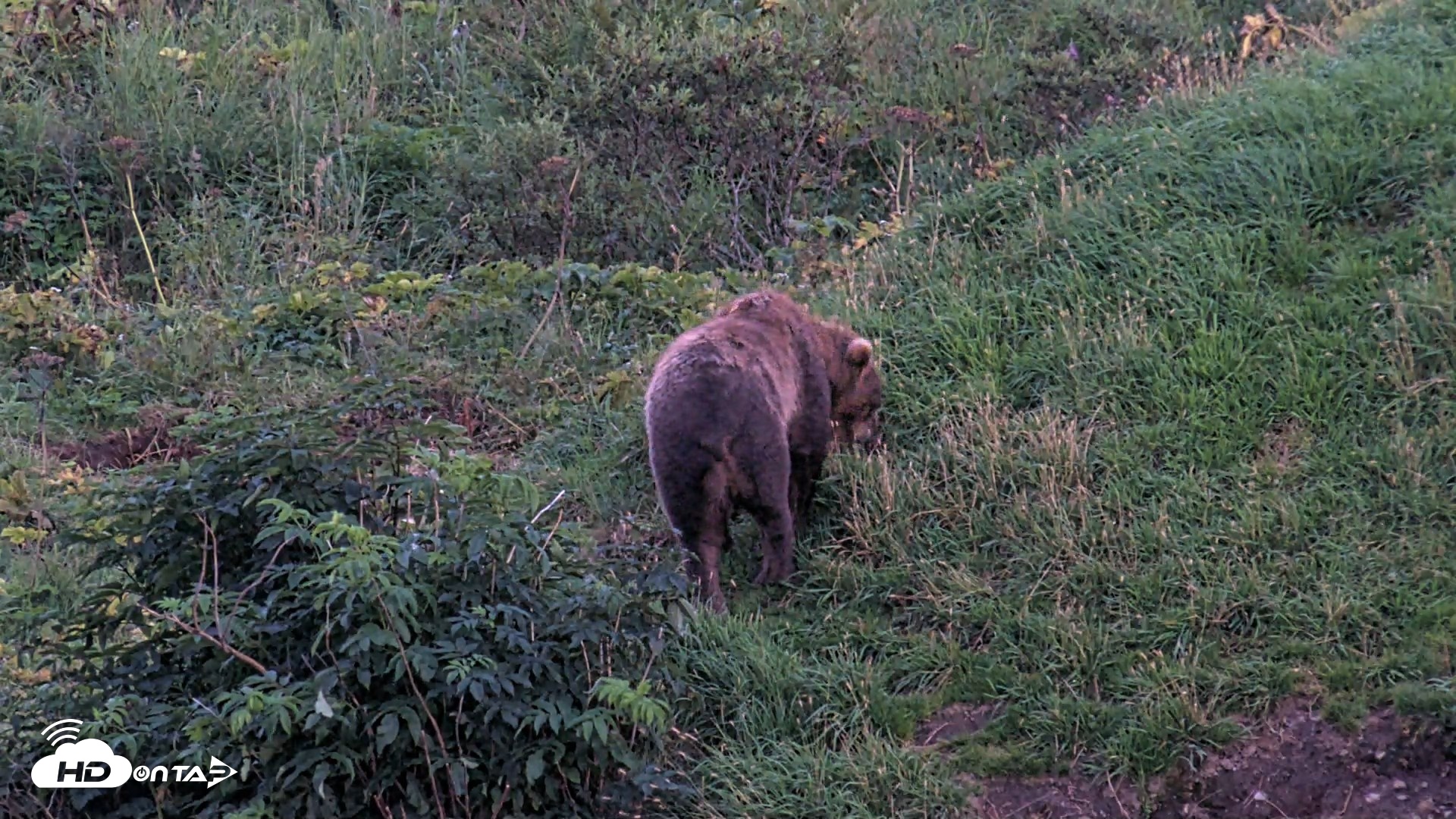 Snapshot of Kodiak Alaska Brown Bears Live Webcam taken Aug 26, 2026, 9:41pm AKDT