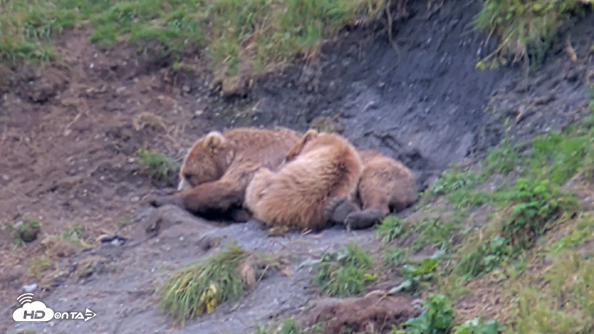 Snapshot of Kodiak Alaska Brown Bears Live Webcam taken Aug 10, 2026, 7:42pm AKDT