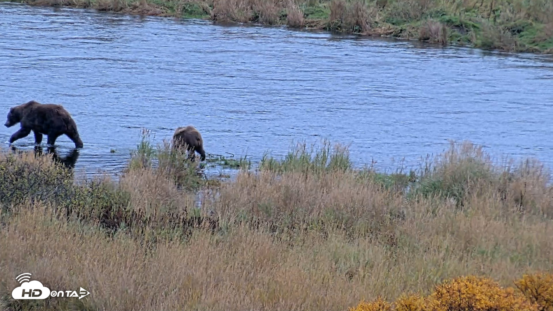 Snapshot of Kodiak Alaska Brown Bears Live Webcam taken Oct 6, 2026, 11:17am AKDT