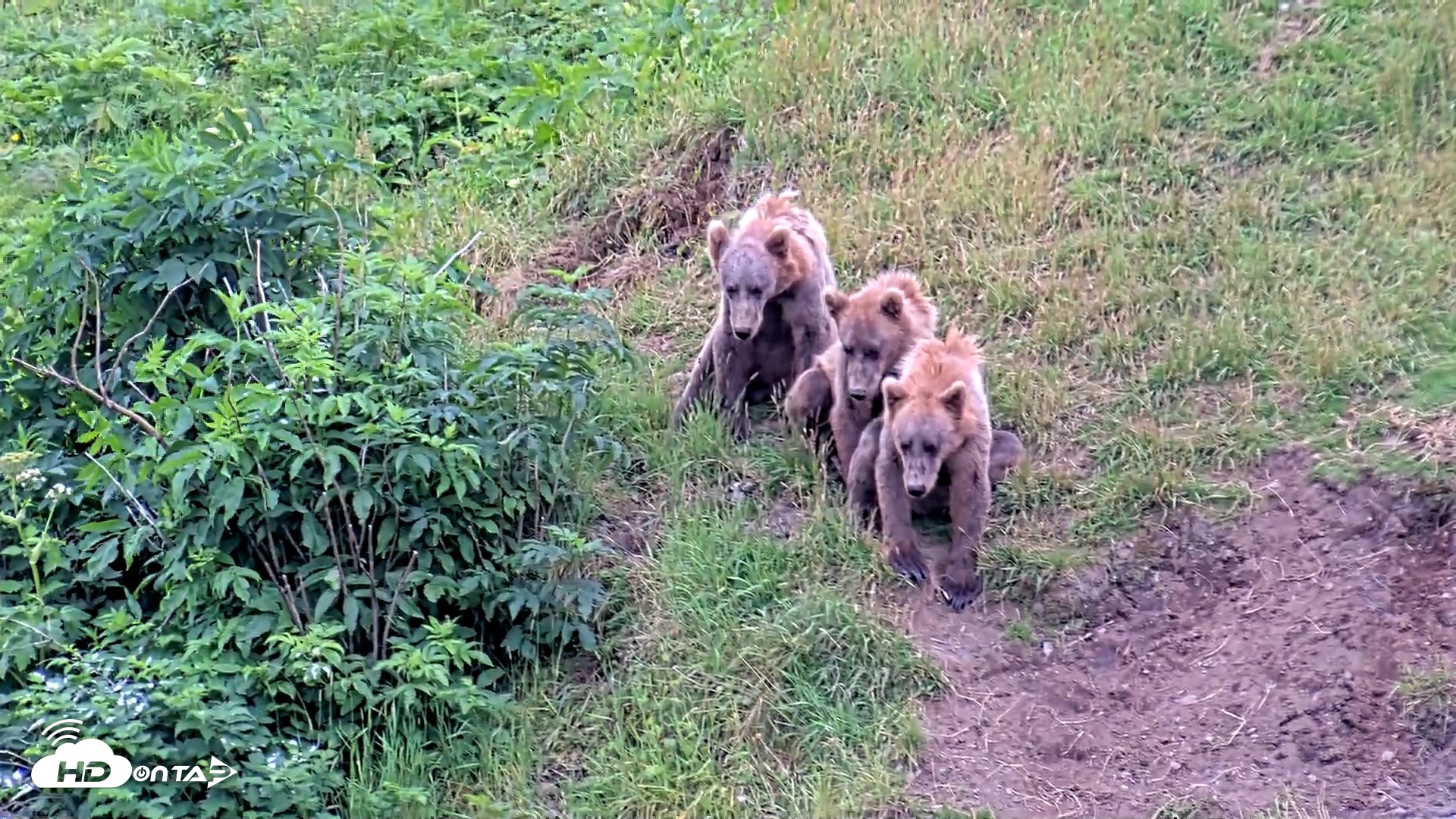 Snapshot of Kodiak Alaska Brown Bears Live Webcam taken Aug 3, 2026, 3:17pm AKDT