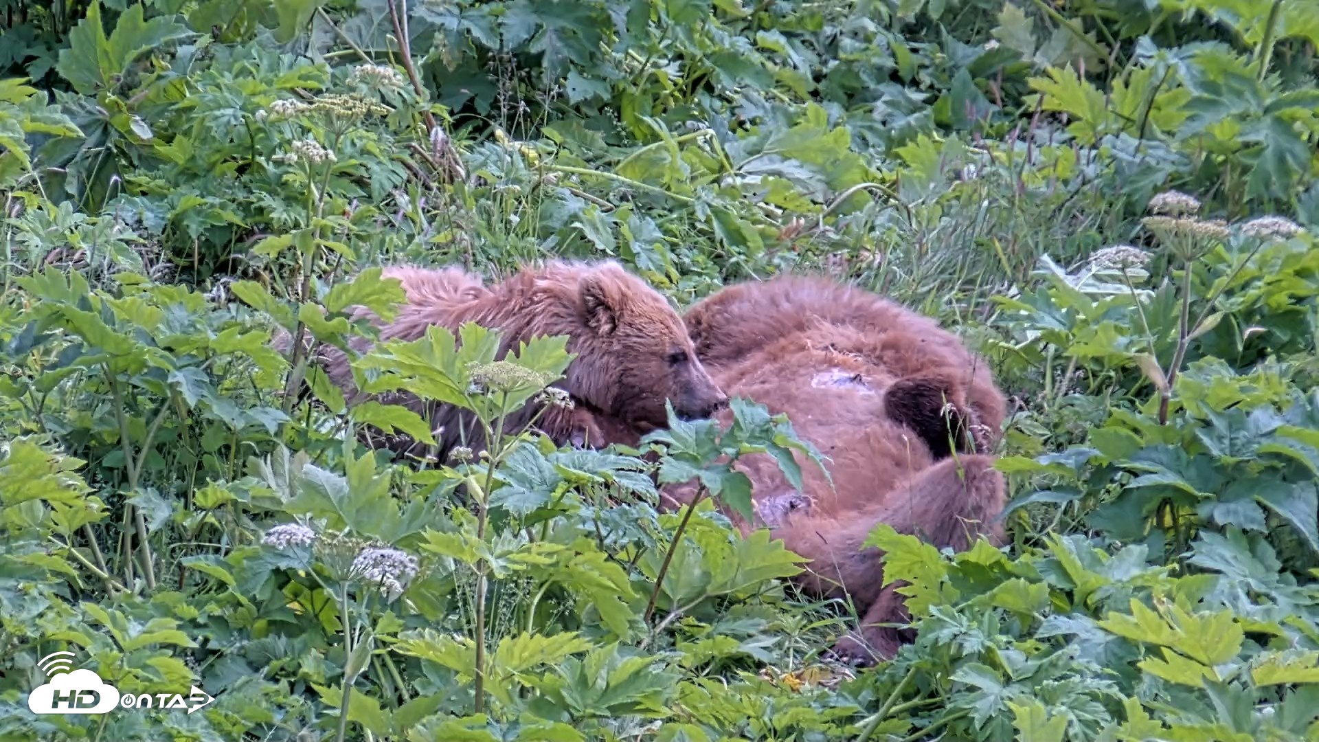 Snapshot of Kodiak Alaska Brown Bears Live Webcam taken Jul 25, 2026, 2:30pm AKDT