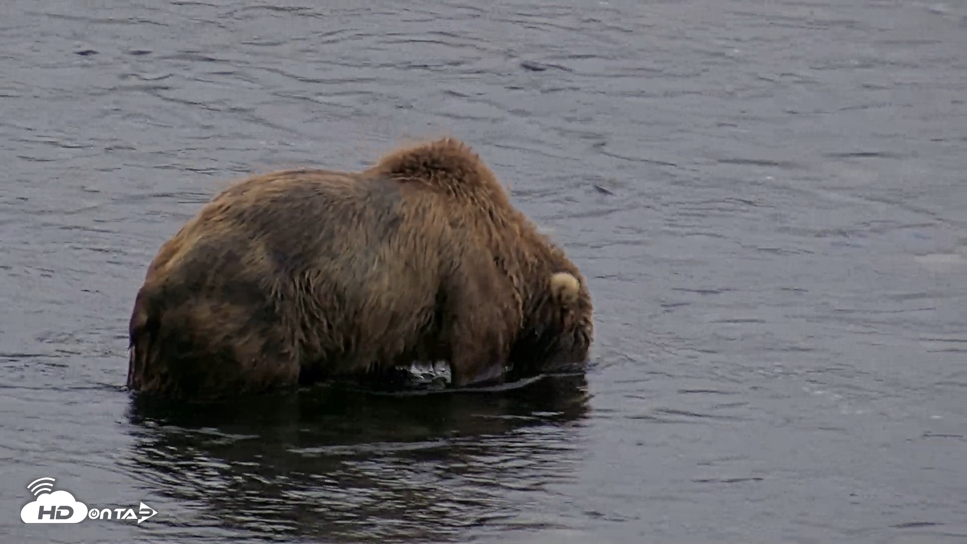 Snapshot of Kodiak Alaska Brown Bears Live Webcam taken Aug 3, 2026, 6:39am AKDT