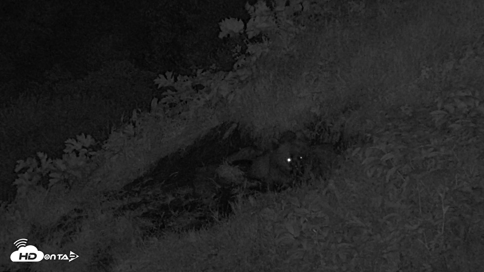 Snapshot of Kodiak Alaska Brown Bears Live Webcam taken Aug 6, 2026, 12:24am AKDT