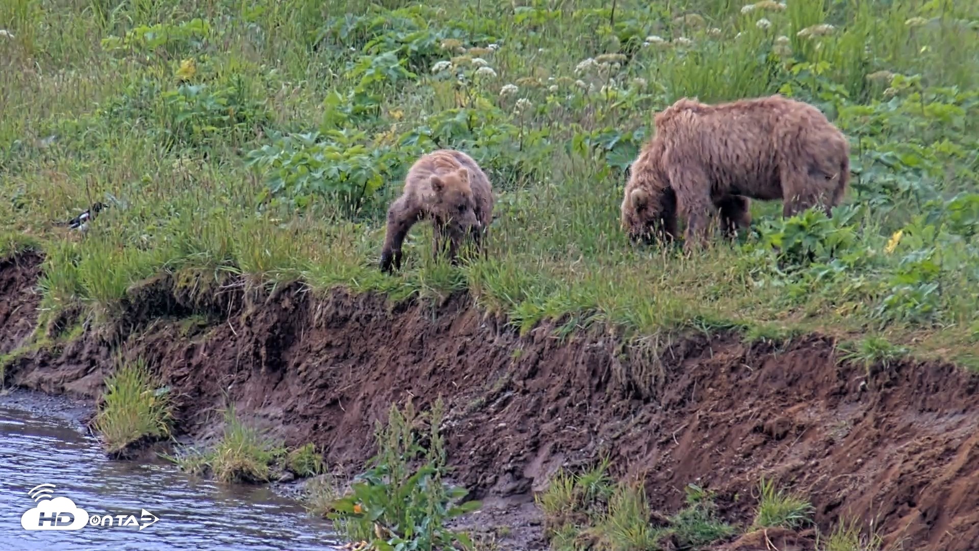 Snapshot of Kodiak Alaska Brown Bears Live Webcam taken Aug 2, 2026, 11:23am AKDT