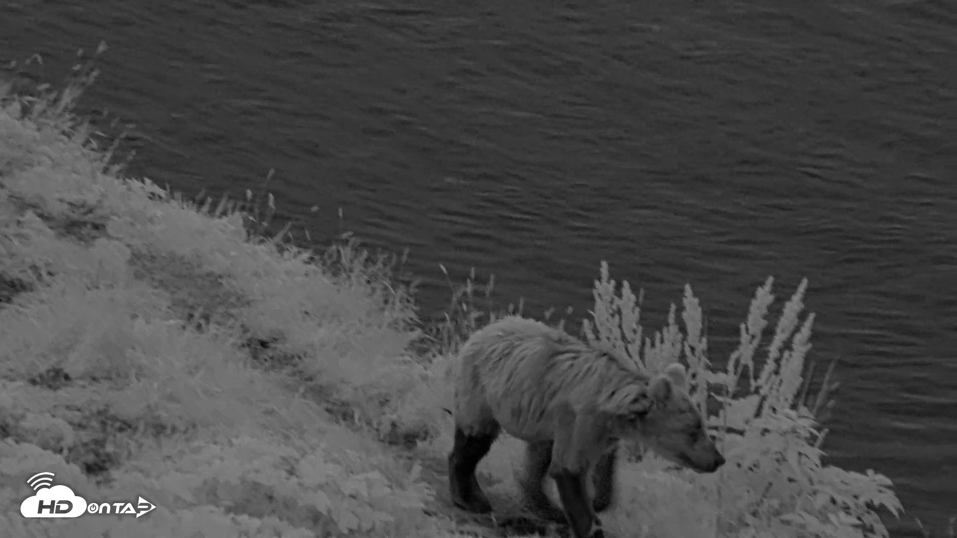 Snapshot of Kodiak Alaska Brown Bears Live Webcam taken Aug 21, 2026, 6:40am AKDT