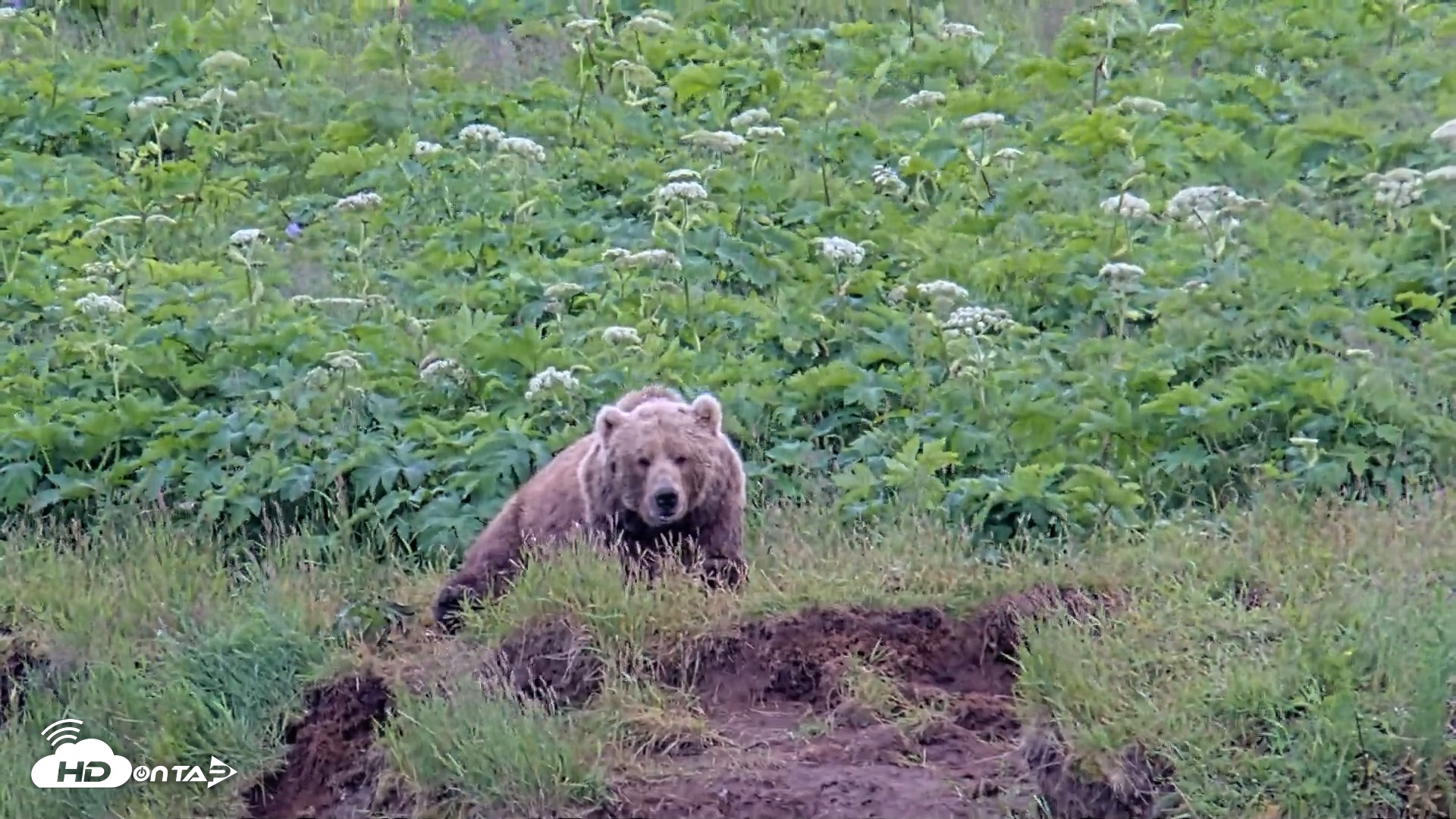 Snapshot of Kodiak Alaska Brown Bears Live Webcam taken Jul 23, 2026, 3:53pm AKDT