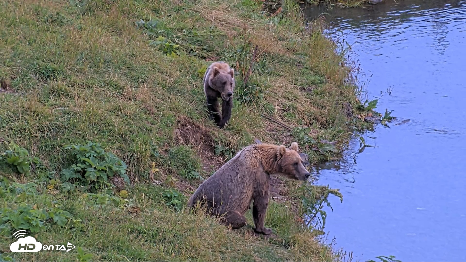 Snapshot of Kodiak Alaska Brown Bears Live Webcam taken Aug 14, 2026, 8:39pm AKDT