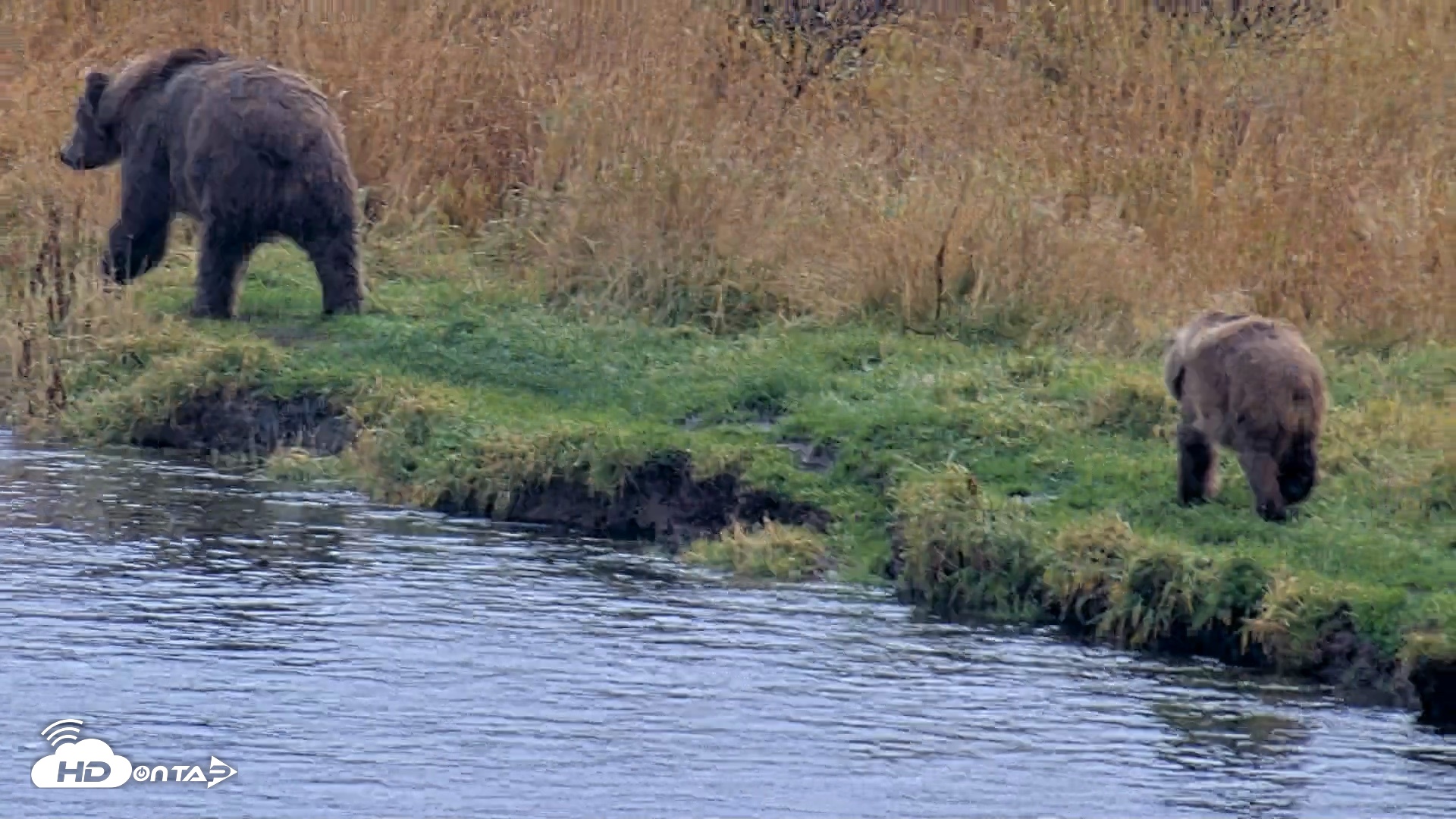 Snapshot of Kodiak Alaska Brown Bears Live Webcam taken Oct 12, 2026, 4:25pm AKDT