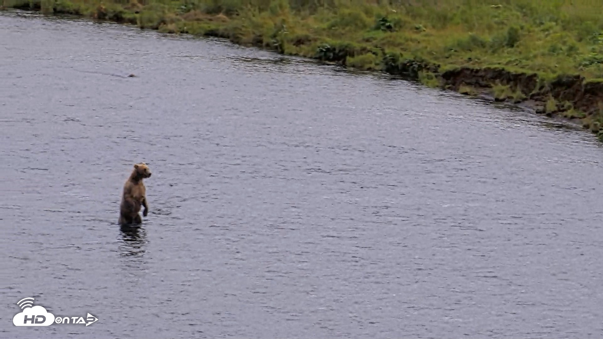 Snapshot of Kodiak Alaska Brown Bears Live Webcam taken Aug 11, 2026, 4:29pm AKDT