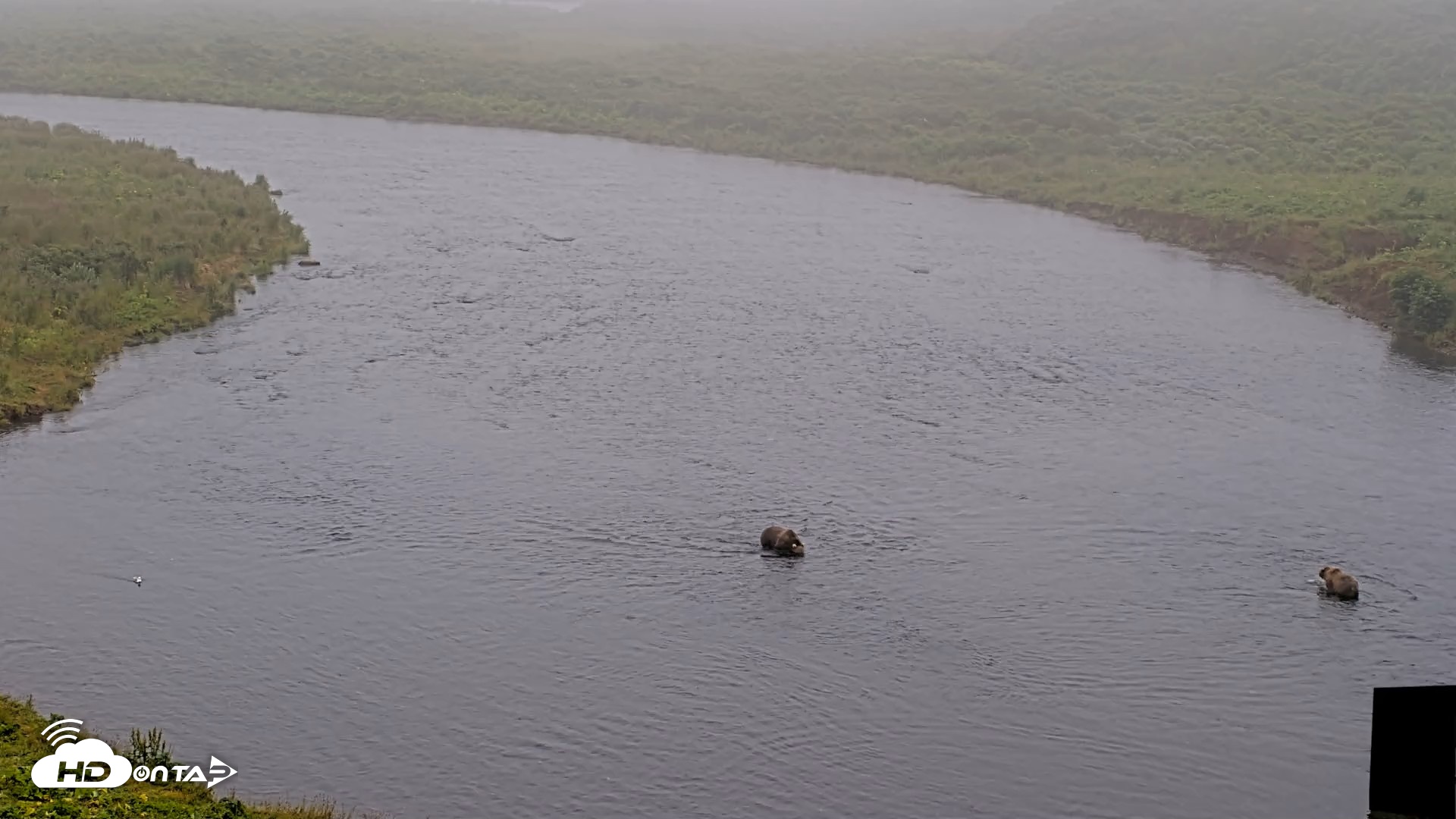 Snapshot of Kodiak Alaska Brown Bears Live Webcam taken Aug 10, 2026, 10:01am AKDT