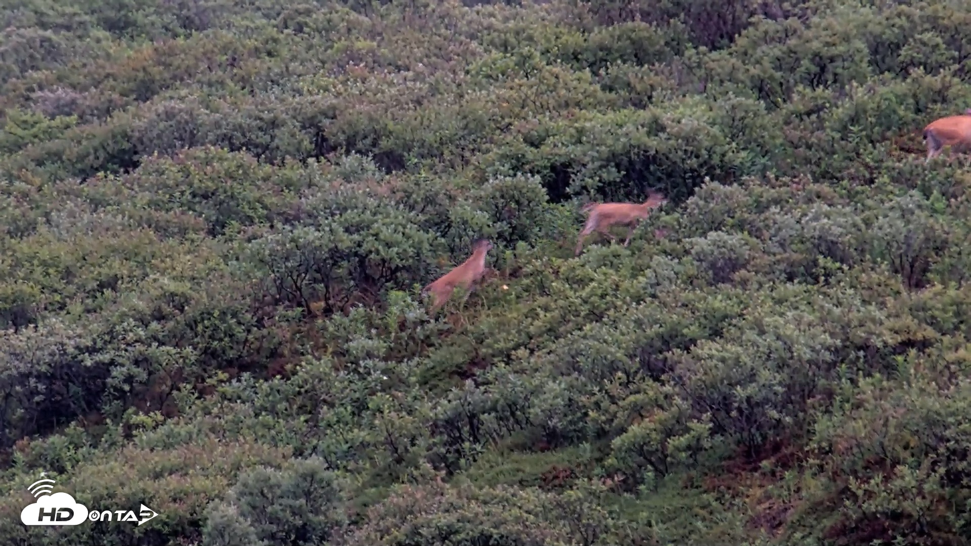 Snapshot of Kodiak Alaska Brown Bears Live Webcam taken Aug 13, 2026, 7:46am AKDT